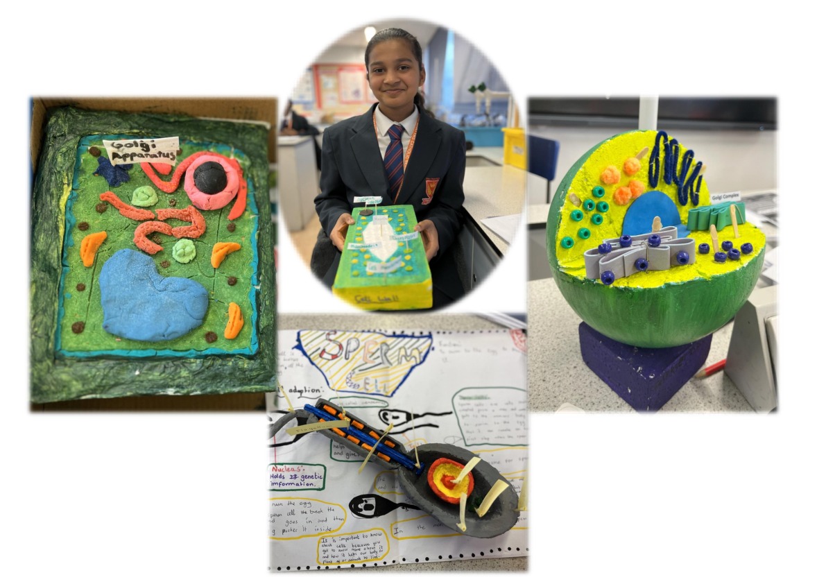 Cell model projects